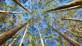Tecnologia: conheça a silvicultura 4.0 - Floresta S.A. EP. 14