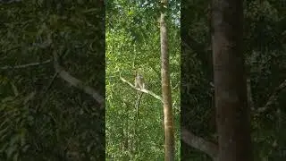 MONKEY YAWN  | Rio's Videos #short
