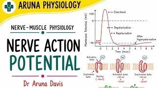 Nerve Action Potential