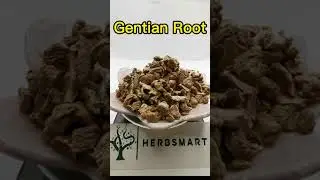 Gentian Root