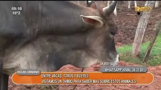 Visitamos un tambo en Luque para entender las diferencias entre vacas, bueyes y toros
