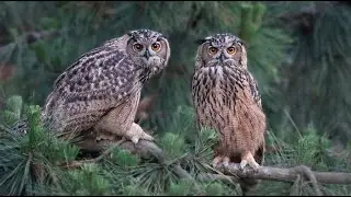 Seeing an owl brings good luck. 부엉이를 보면 복이 옵니다. 4K  #owl #부엉이