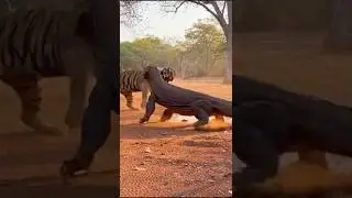 Caught on Camera: Leopard vs Giant Lizard Fight!