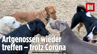 Drive-In für Hunde – Diese Hundeschule hat sich etwas ganz Besonderes ausgedacht