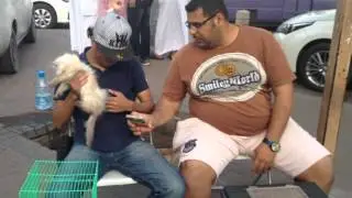 سوق الجمعة فى الدمام جميع انواع الطيور والحيوانات القرود البوم قطط شرف الدين سيد فرقة ساموراي