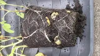 Potato Reveal3 2020