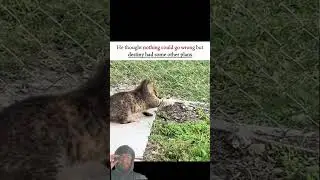 Prey escaped but caught #trending #wildlife #viral #shorts #greenscreen #ytshorts #leopard #cat #rat