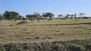 A herd of wildebeast
