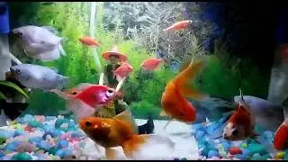 Fish tank glass#video#shorts