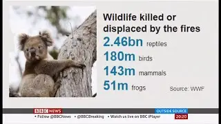 3 billion animals killed or displaced in Black Summer bushfires (Australia) BBC News - 28 July 2020