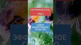 ПАУТИННЫЙ КЛЕЩ УЙДЕТ! САМОЕ ЭФФЕКТИВНОЕ СРЕДСТВО #сад #дача #огород #паутинныйклещ