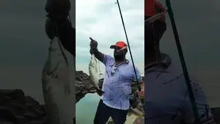 photoshoot video bara Mandi fish#share #like #subscribers 👈