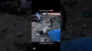 Cat in Palestine! @DeenDiscussions-u2n @eminmusicofficial #shorts #cat #palestine #cats