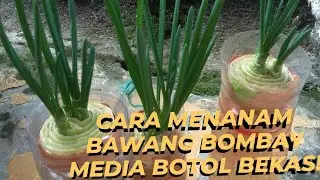 CARA MENANAM BAWANG BOMBAY MEDIA BOTOL BEKAS