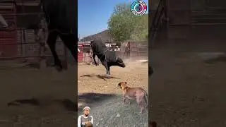 Sapi Hitam Melihat Anjing Menggonggong Langsung Panik#shorts#trendingshorts#anjing#sapi#wildlife
