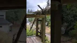 what did this tree damage?!