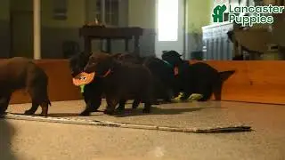 Cute Labrador Retriever Puppies