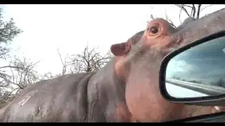 Angry Hippo Attacks Car ! Kruger National Park