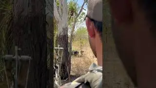 Bowhunting Feral Pigs In Australias NT! 🐗🏹