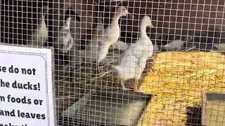 Ducks at Johnson's Farm in Medford, NJ