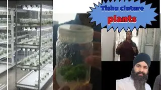 How to Grow kiwi plants from Tissue Culture | Full Process Explained in Hindi