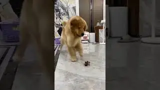 dog scared from spider 🕷️