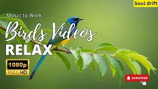 Relaxing Bird Sounds ~ Birds Singing to Heal Stress, Anxiety, and Depression | Natural Mind Therapy