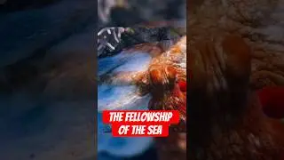 Fellowship of the Sea: Grouper and Octopus Team Up to Hunt! #shorts #short