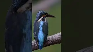 the best kingfisher video #birds #wildbirdphotography #birdphoto
