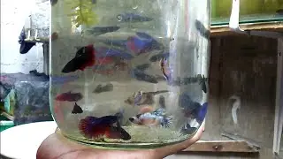 ¿Porqué algunos bettas se comen los huevos? dilema resuelto