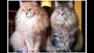20 cats hungry for two weeks ate the owner's carcass