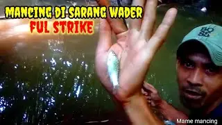 Mancing di sarang wader#mamemancing