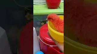 #ColorfulChicken, #FunnyChicken, #CatchingAChicken, #ChickenHunt, #shortvideo  #ayamwarnawarni