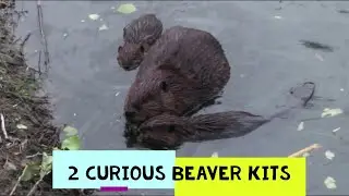 Cute Video of 2 Curious Baby Beaver Kits