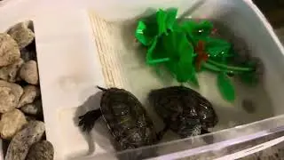 Good morning Turtles!!!