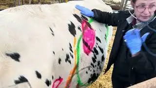 The Anatomy of a Dairy Cow with Dr. Drake from University of Pennsylvania