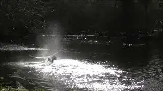 Territorial goose fight