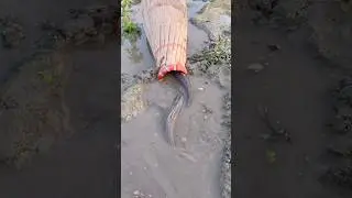 Traditional village fishing by cage #bamboo #bigfish #shorts