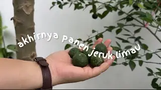 hari ini panen jeruk limau