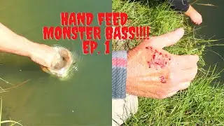 Hand Feed Monster Bass Ep.1
