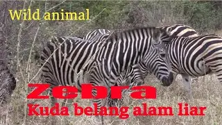 zebra kuda belang alam liar