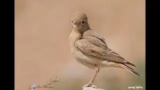 Bar-tailed Lark / Ammomanes cinctura (K&uuml;&ccedil;&uuml;k &ccedil;&ouml;l toygarı)