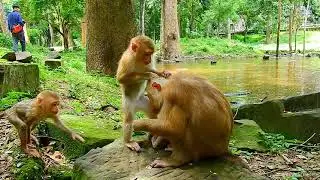 My God! Luna & Jovi Won't Release Lily, She Hug Tightly No Mater Lily Want To Go | Cute Monkey Life