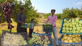Harvesting organic grapes and apples from Dena Gardens | Iranian nomadic lifestyle