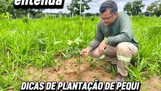 DICAS DE PLANTAÇÃO DE PEQUI!!