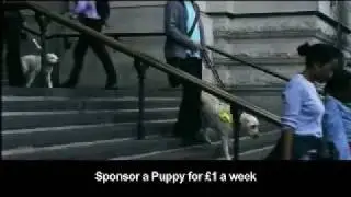Sponsor a Puppy DRTV
