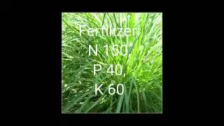 Grow Citronella for high profit अधिक आय के लिए जावा घास की खेती कैसे करें।