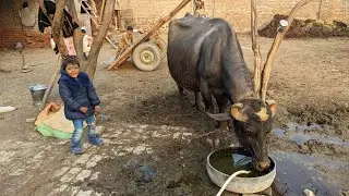 Buffalo cattle farm|| buffalo farming and Care in Punjab.