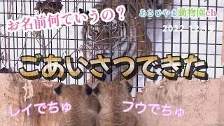 威嚇なし！トラと対面！ライオンの子どもたち「ごあいさつできた」あさひやま動物園チャンネル《非公式》Lion cub meets tiger.