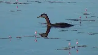 Red-necked grebe🪶H&auml;rk&auml;lintu Podiceps grisegena Rothalstaucher Somormujo cuellirrojo 赤颈鸊鷉 큰논병아리 Cумҡа